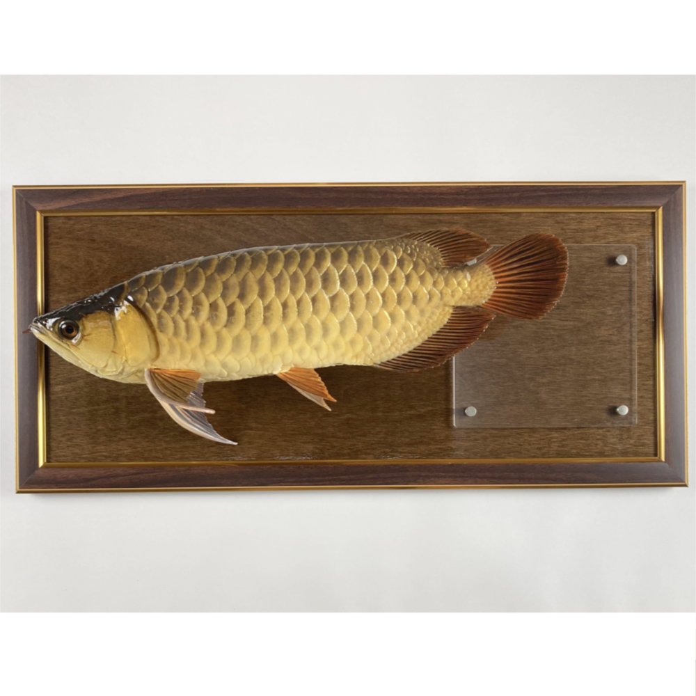 過背金龍　剥製