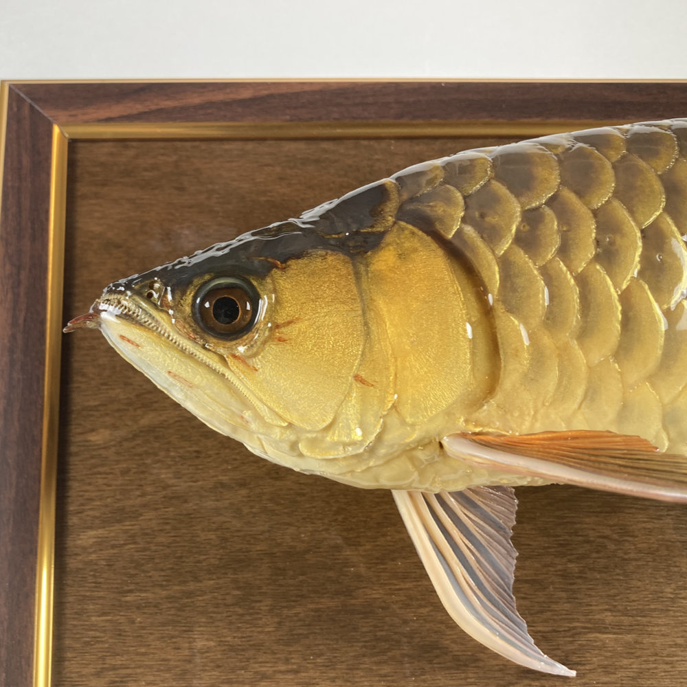 過背金龍　剥製