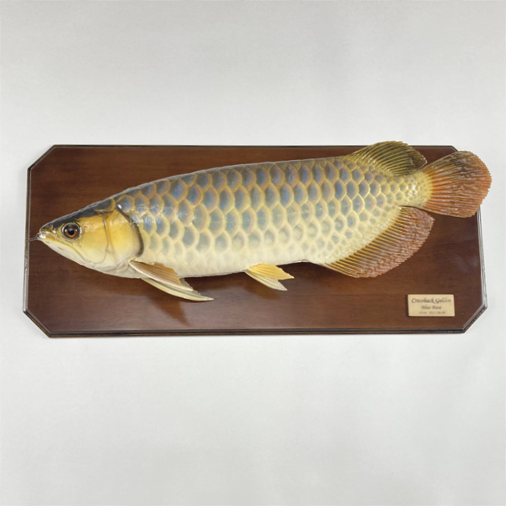 藍底過背金龍　剥製