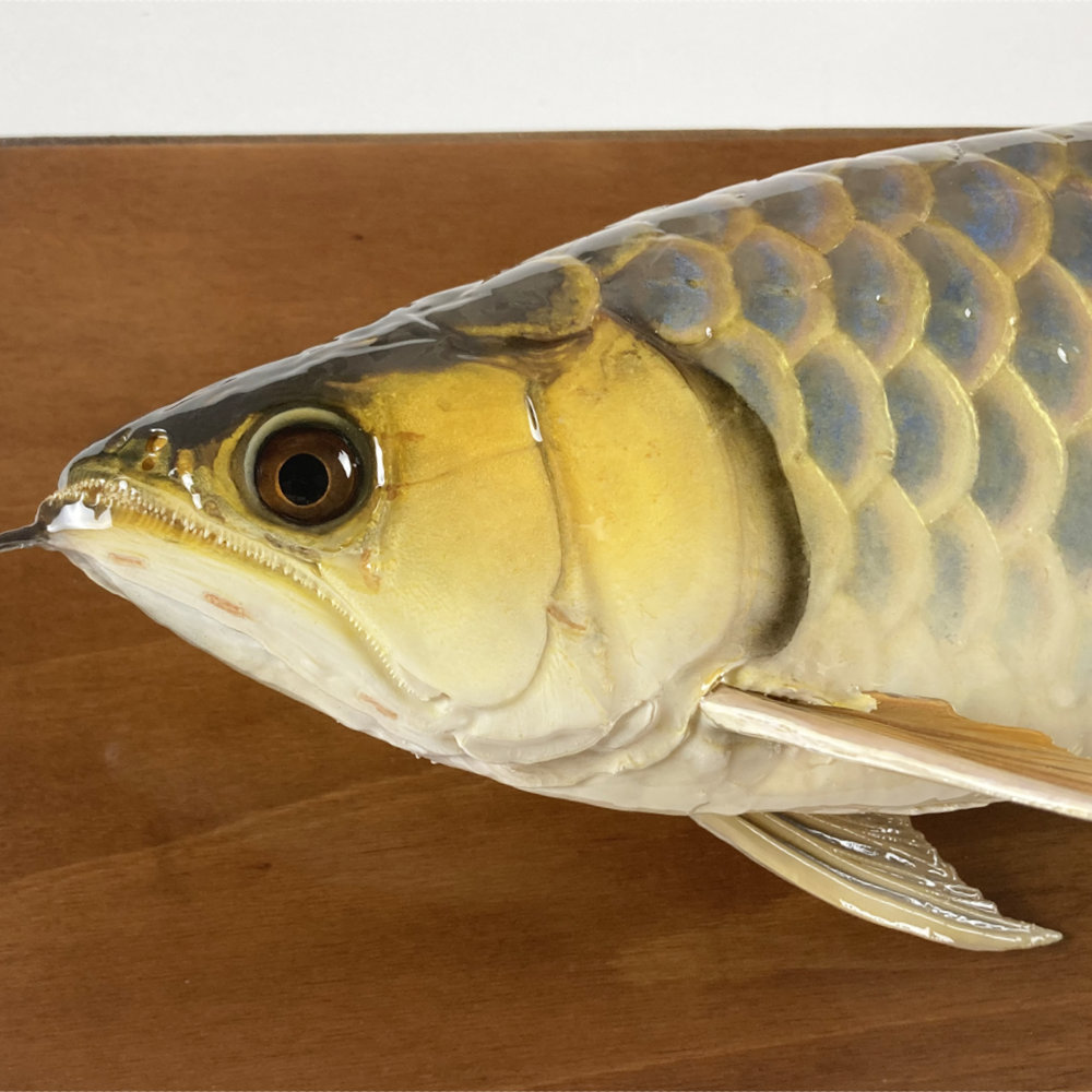 藍底過背金龍　剥製