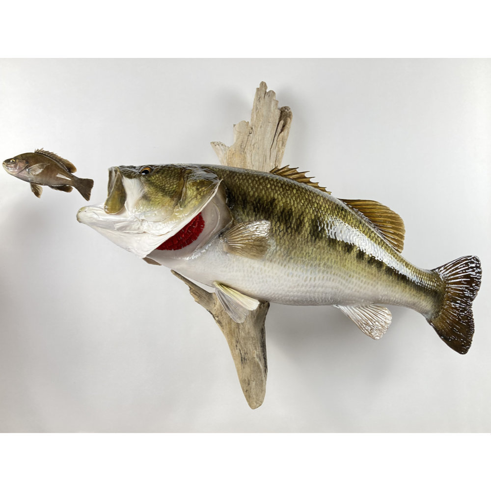 ブラックバス　剥製