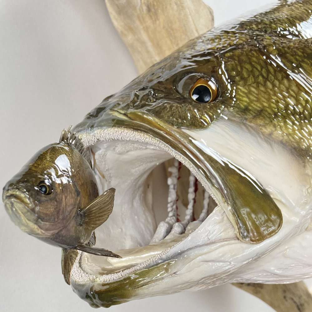 ブラックバス　剥製