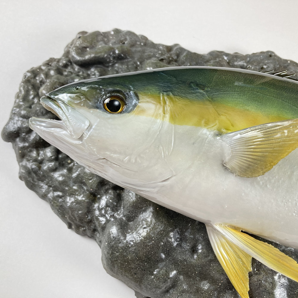 ヒラマサ　剥製