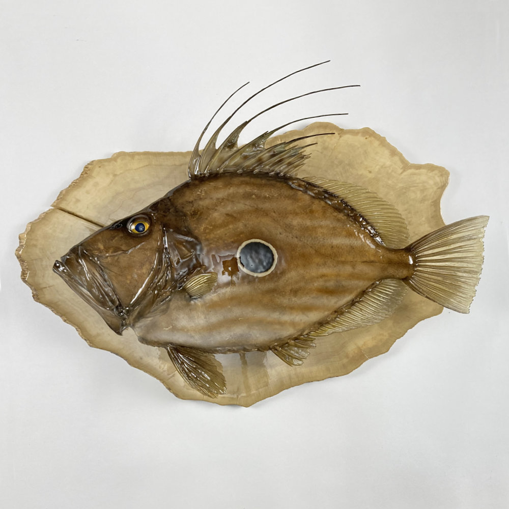 マトウダイ　剥製