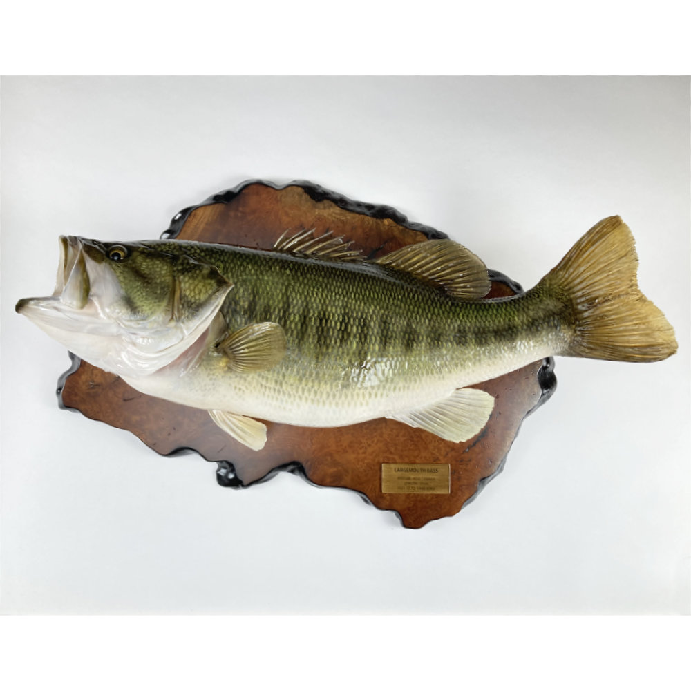 ブラックバス　剥製