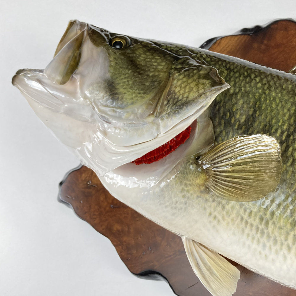 ブラックバス　剥製