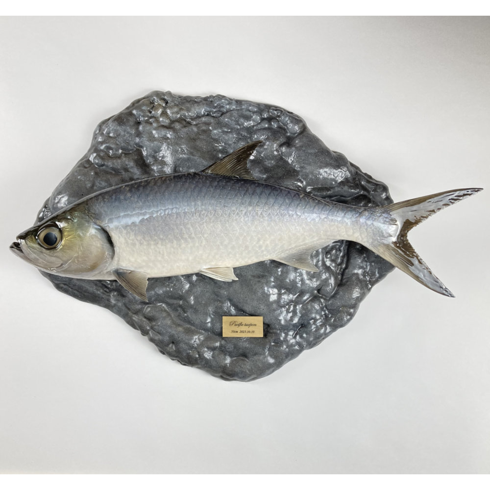 イセゴイ　剥製