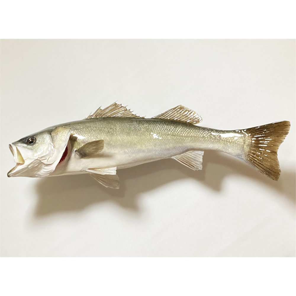 シーバス　剥製