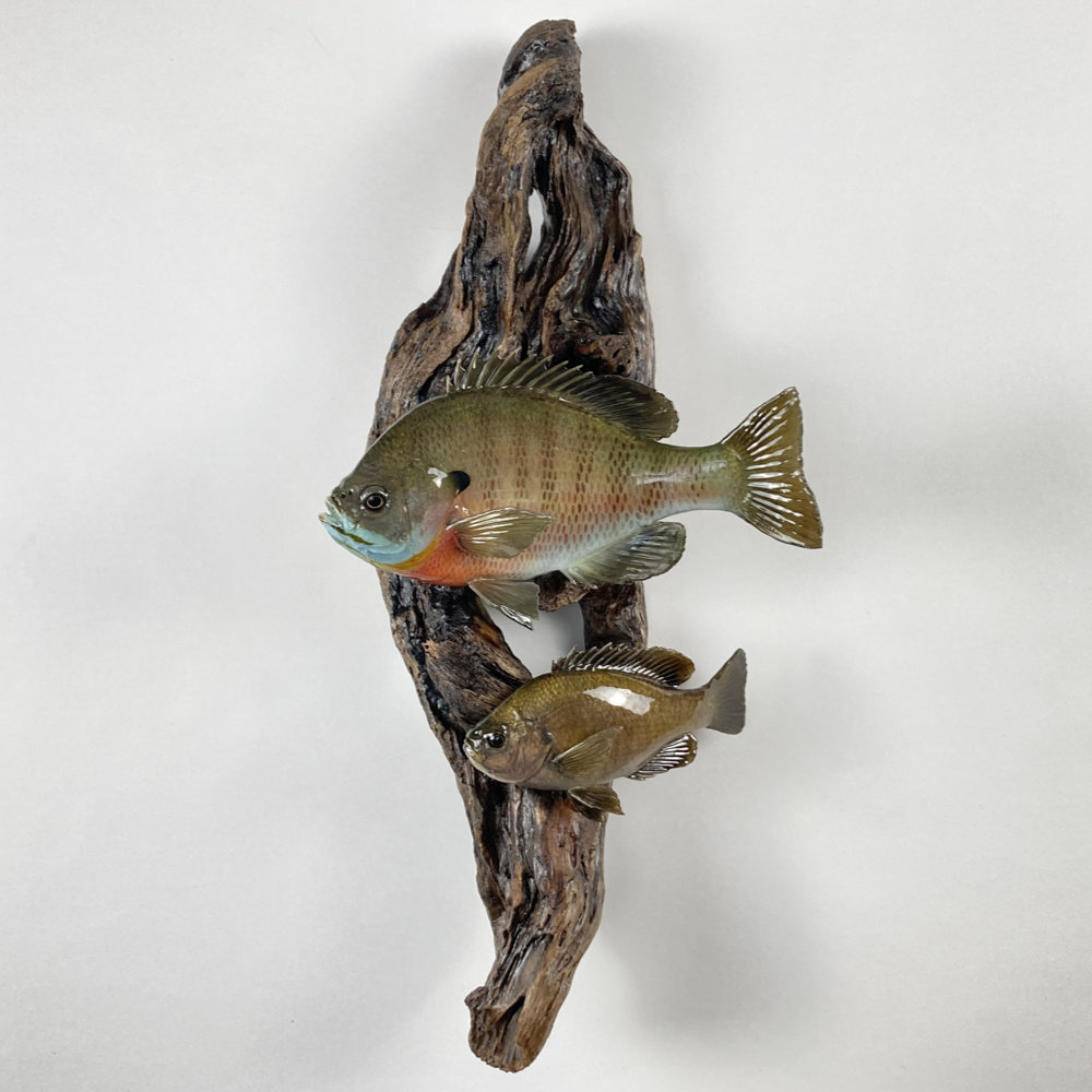 ブルーギル　剥製