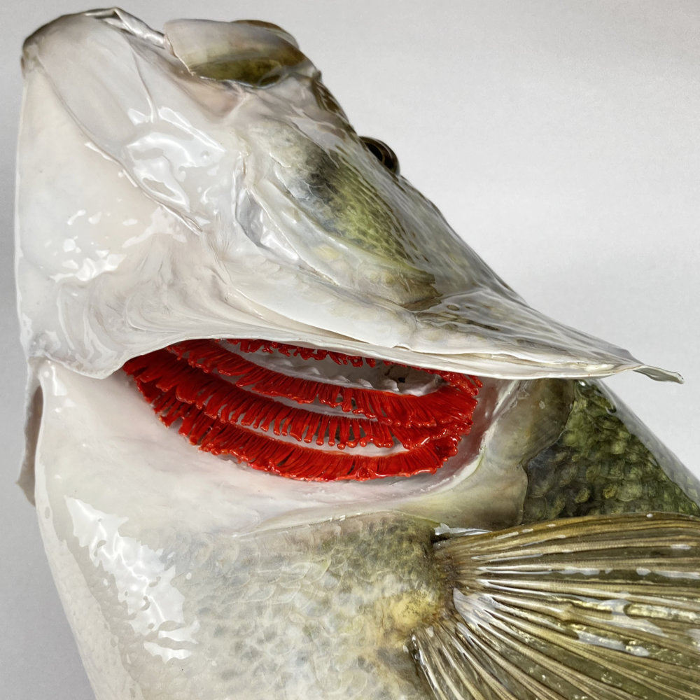 エラ入れ加工　剥製