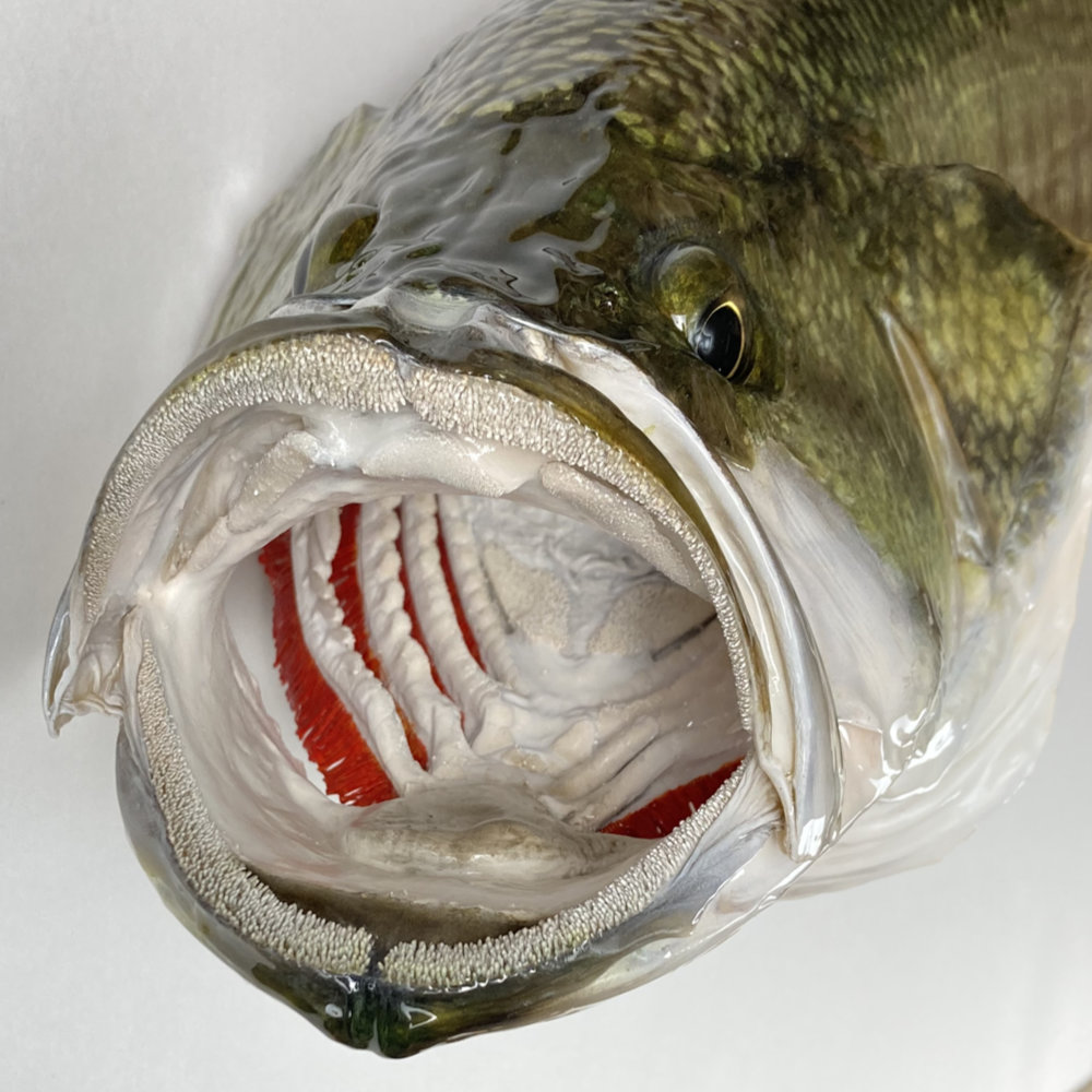 【特別価格】 双頭人魚の剥製展示箱(定価58000円) 大阪会場開幕】深堀隆介展 水面のゆらぎの中へ 世界に一つ！“金魚酒