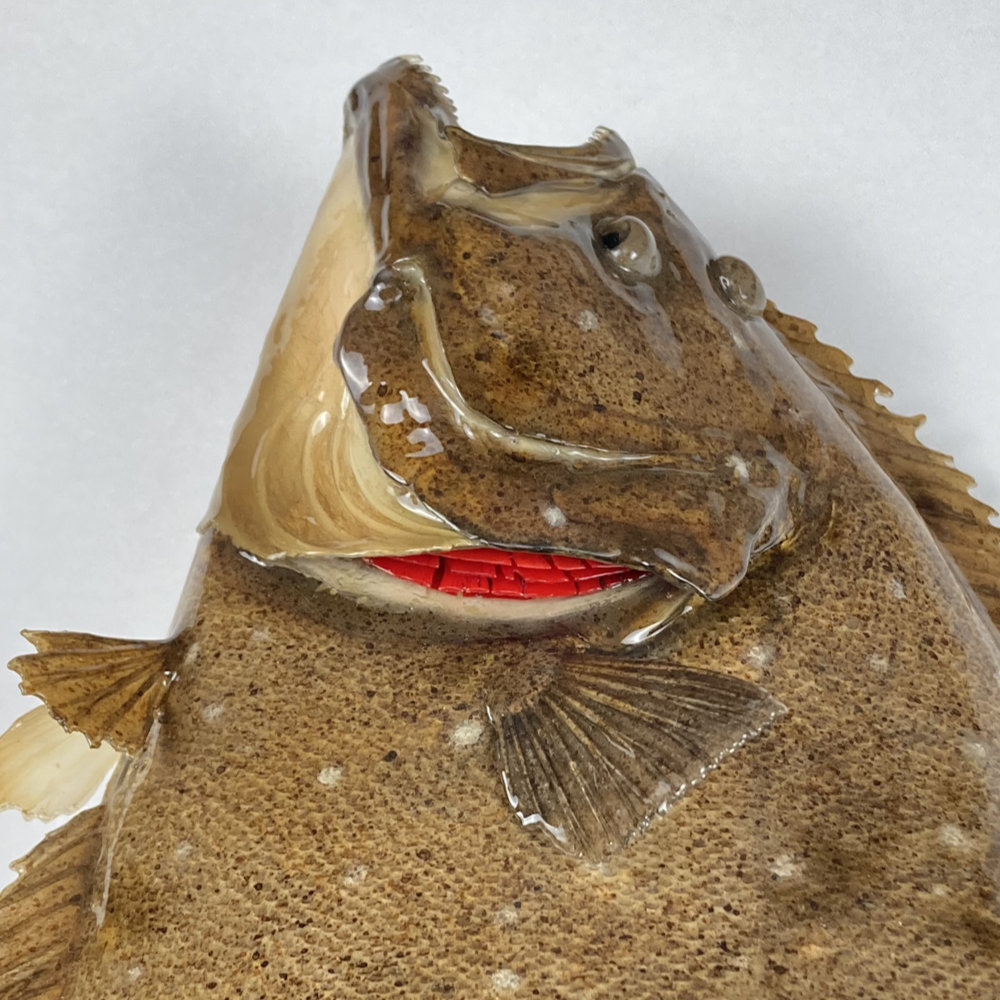 料金 – 田中剥製 Tanaka Fish Taxidermy