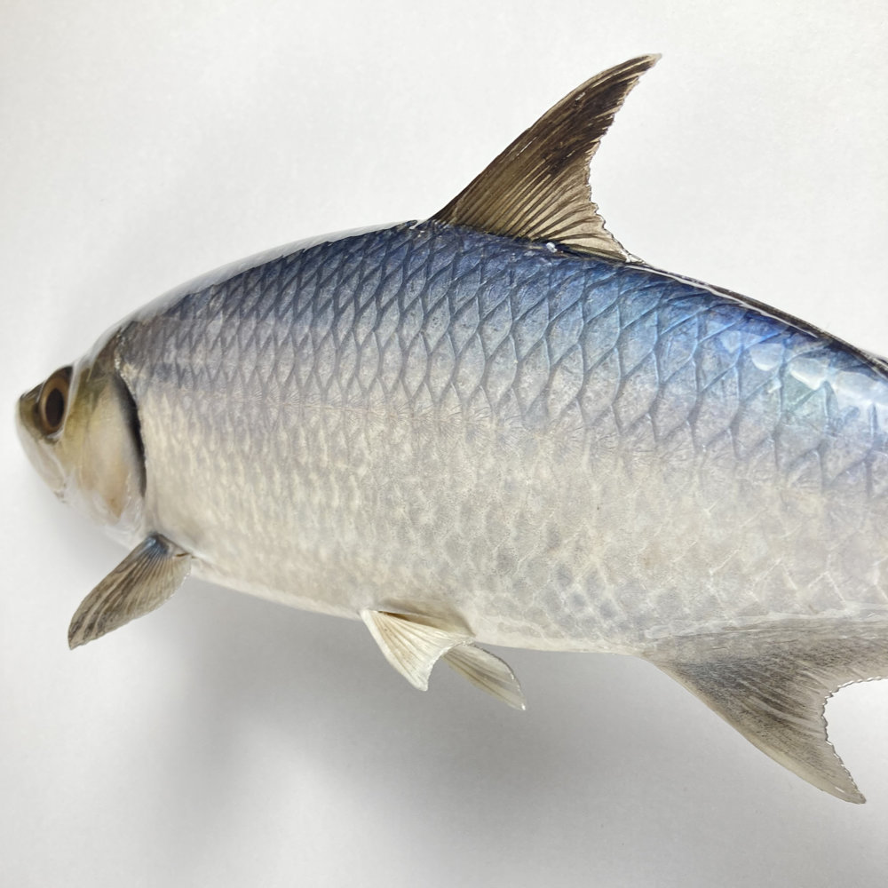 イセゴイ　剥製