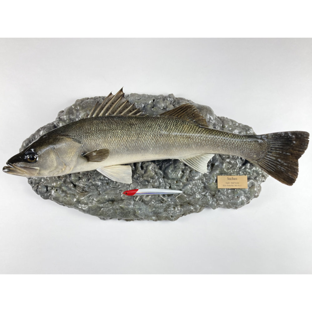 シーバス　剥製