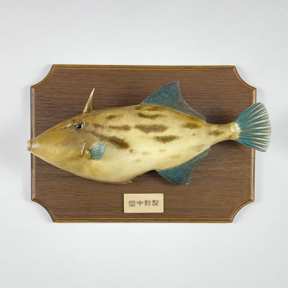 ウマヅラハギ　剥製