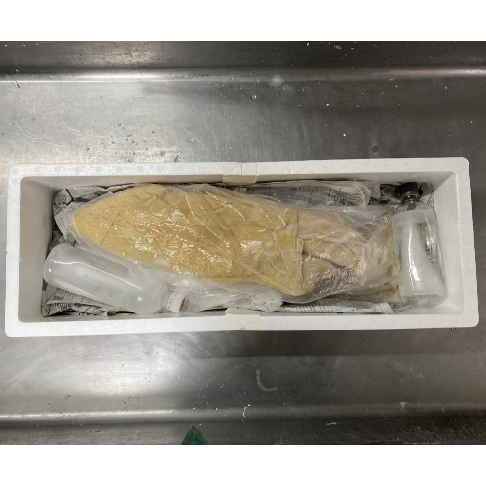 剥製用の魚の送り方